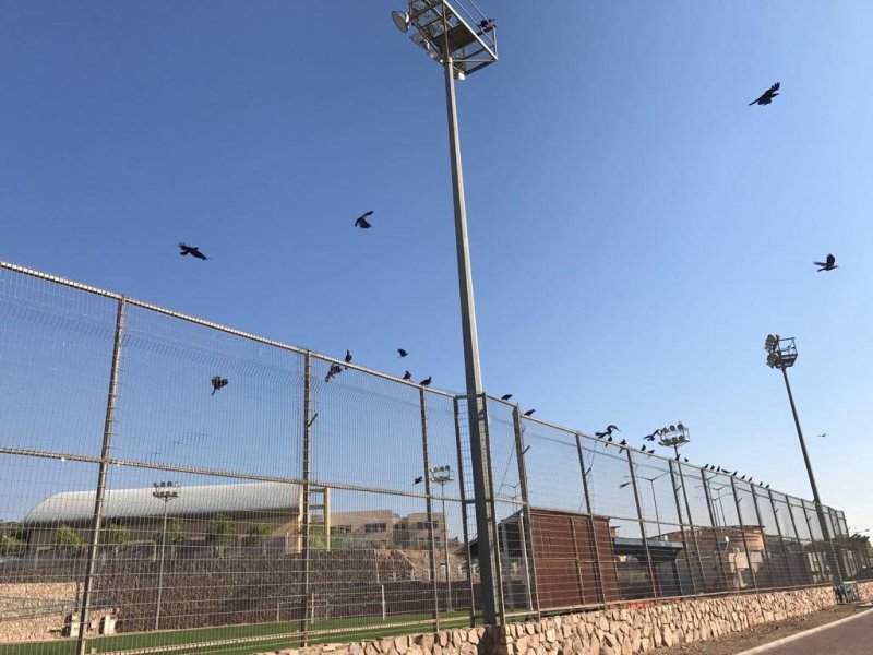  הותרה פגיעה בעורב ההודי בשל חשש לפגיעה בביטחון הציבור ובטבע המקומי