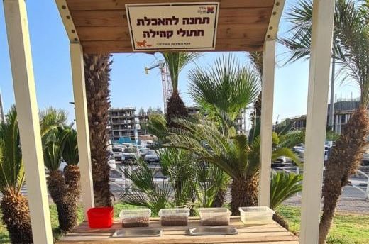 הבעיה של חתולי אזור המלונות באילת - השמנת יתר
