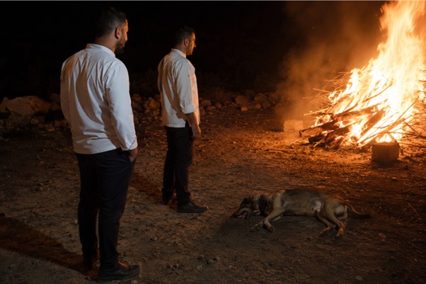 חשד מזעזע בערבה: כלב נשרף במדורת ל''ג בעומר, סרטון אבטחה מטלטל את החקירה