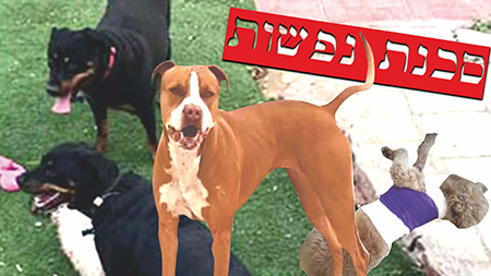 כתב אישום: פיטבולים משוטטים תקפו כלבה ובעליה באילת