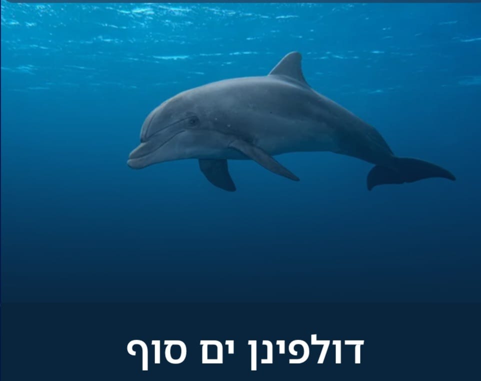 אתר חדש חושף את פלאי שוניות אילת לציבור הרחב