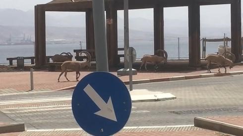 הטבע חזק מבני האדם - היעלים שבו לאחר עשרות שנים אל החוף