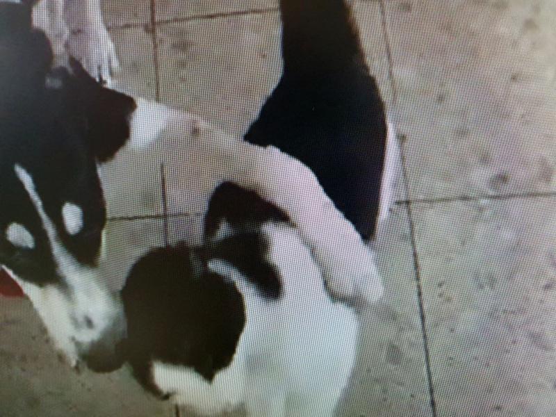 Cat Dog Love story
