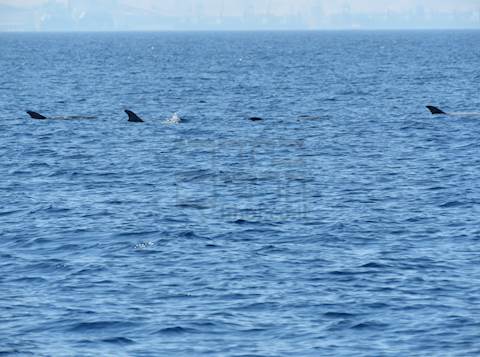 תיעוד נדיר ומרהיב של להקת דולפינים מסוג גרמפוס