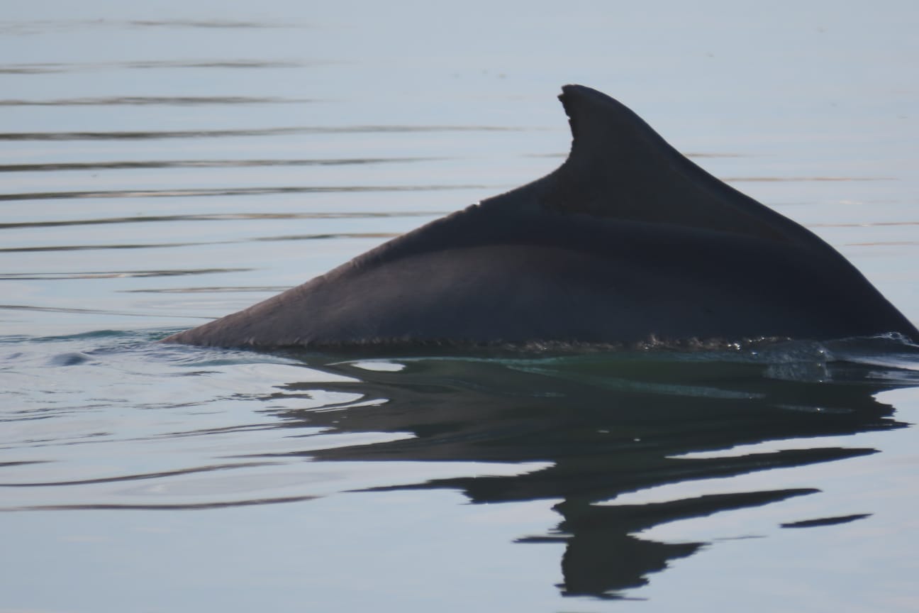 עוקבים בדאגה אחר גור הדולפין המגובנן שנעלם