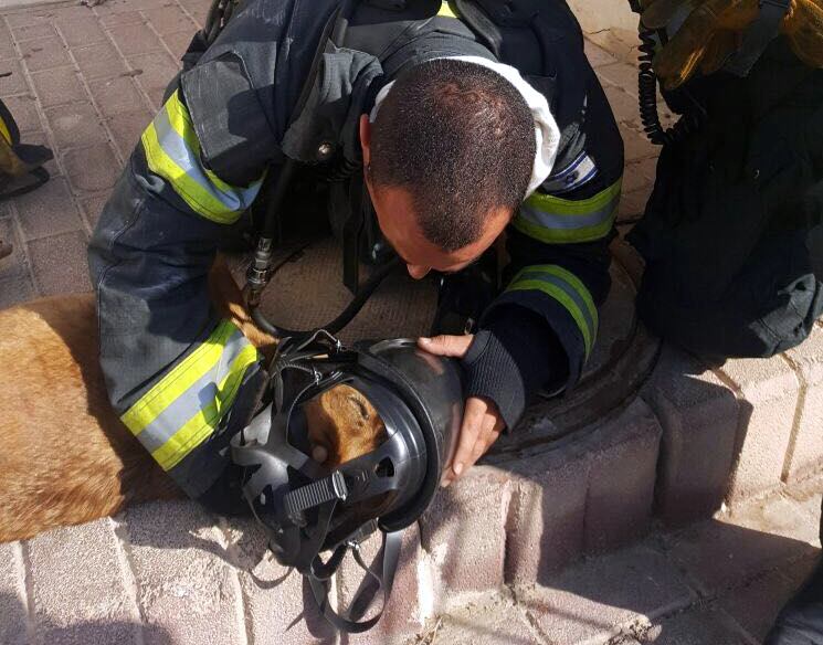 חרפו נפשם בלהבות כדי להציל שני כלבים