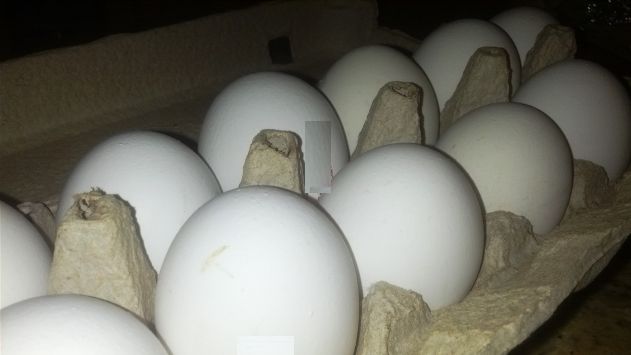 חשש מסלמונלה: הושמדו עשרות אלפי ביצים