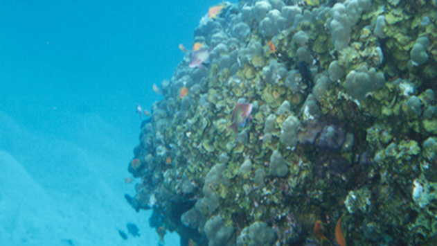 מתחת למים בשמורת האלמוגים