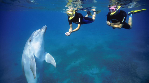 ריף הדולפינים – המקום בו הדולפינים קובעים את סדר היום