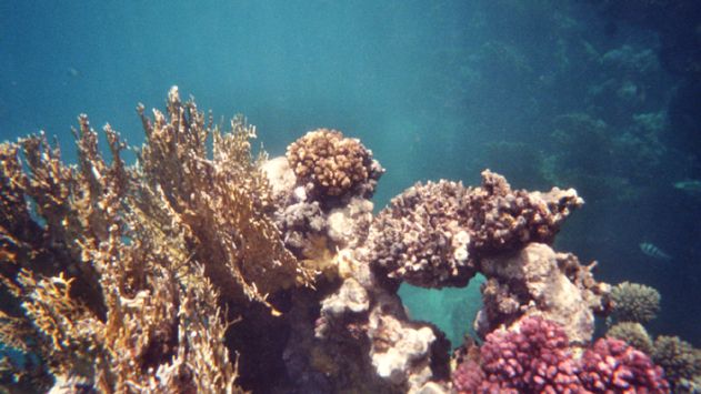 חדשות לא מעודדות: ירידה בכיסוי האלמוגים במפרץ אילת