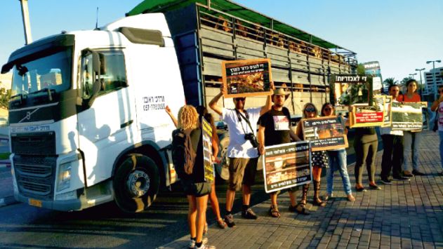 ''מקללים את נהגי משאיות הבקר באילת: 'תמותו'''