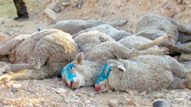 הנהג נפצע – עשרות כבשים נהרגו והורדמו