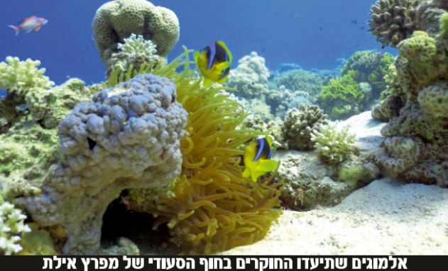 ככל שמתרחקים מאילת ומעקבה - שוניות האלמוגים בריאות יותר
