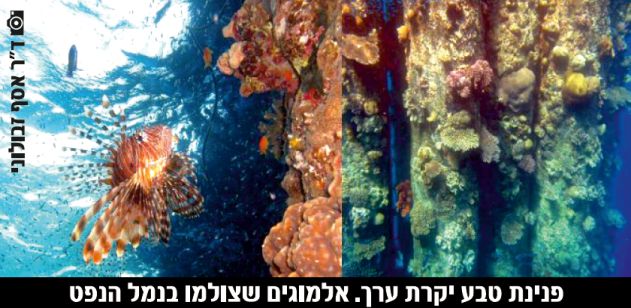 עמותת 'צלול': לא לפתוח את נמל הנפט כחוף רחצה מן המניין