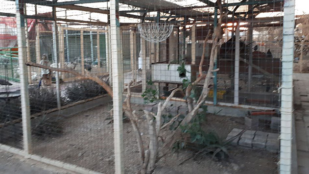 כושי רימון מאשים: ''הם השאירו  אחריהם כתמי דם של החיות''.