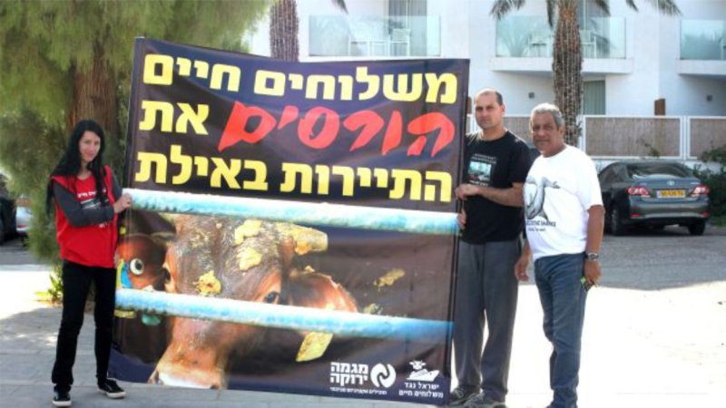העגלים עולים לירושלים