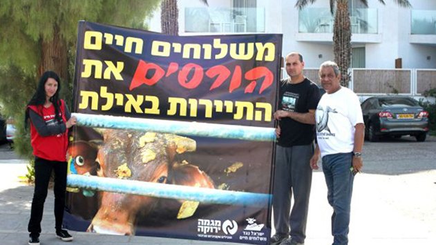 העגלים עולים לירושלים