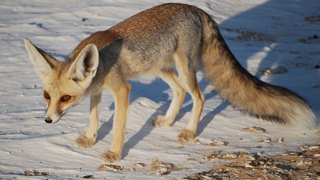 תעלומה בערבה: הכלבלבת הורגת את השועלים 