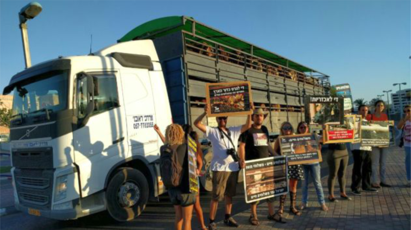 ניצחון לבעלי החיים: וועדת השרים לחקיקה תומכת בהצעת החוק להפסקת המשלוחים החיים