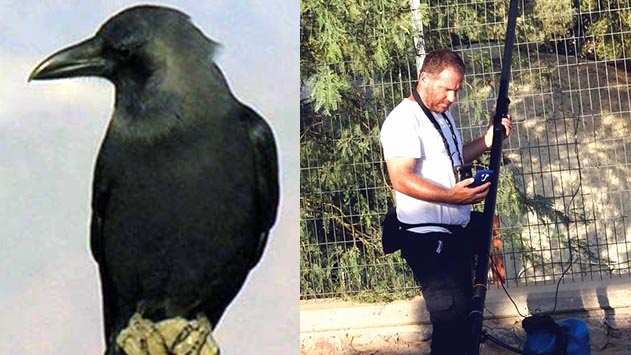ד''ר מטרו: ''חייבים לעבוד בשיתוף פעולה עם הירדנים על מנת להילחם בבעיית העורב ההודי''