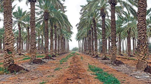 עין נטפים קיבלו הקלות עבור קולחין המשמשים להשקייה חקלאית 