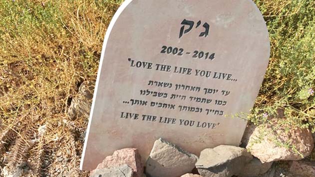 פה קבורים הכלב / החתולה