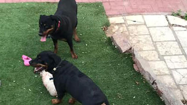 שני כלבי רוטויילר תקפו בשתי הזדמנויות השבוע
