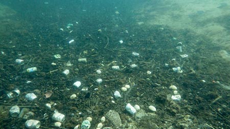 זיהומי מיקרו - פלסטיק נמצאו בבעלי חיים במפרץ אילת
