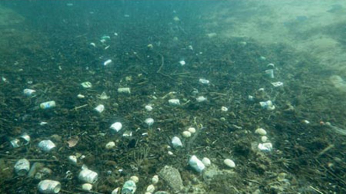 האם ימצא מי שיצא לבדוק את כמויות המיקרו-פלסטיק במפרץ אילת?