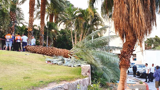 תושבים מודאגים: ''כל הזמן קורסים בעיר עצים ועמודי חשמל. הפעם המזל נגמר והאירוע הסתיים בטרגדיה''