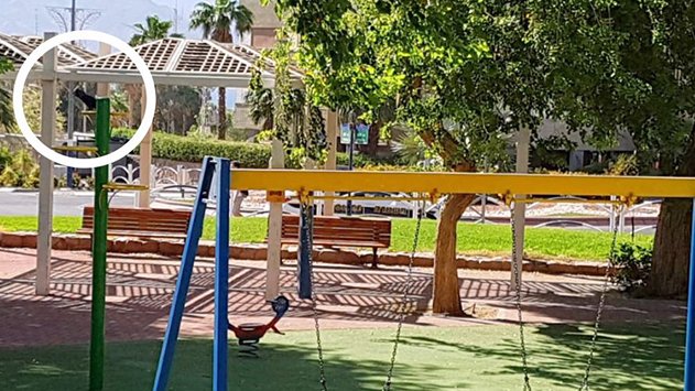 התקיפות נמשכות: זינוק במספר העורבים ההודים בעיר