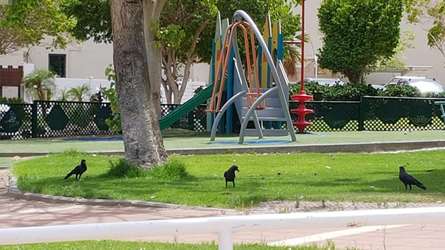 הכירו את בעל הבית באילת: העורב ההודי