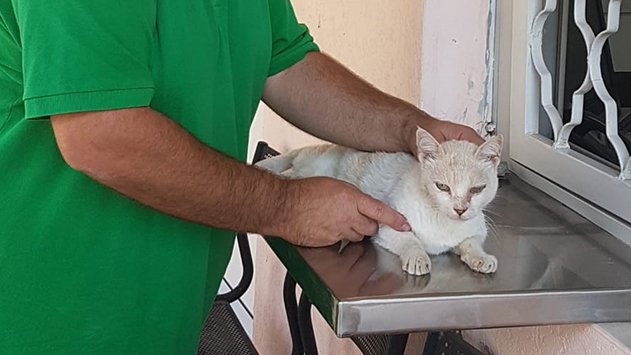 דואגים גם לחתולים