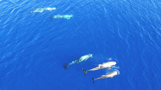 להקת דולפינים נצפתה  במפרץ אילת באמצעות רחפן 