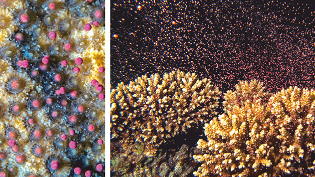 משהו השתבש במערכת הרבייה של האלמוגים והחוקרים מודאגים מאוד