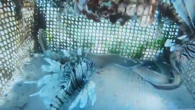 צפו: דגים מוגנים חולצו  ממלכודת במפרץ אילת
