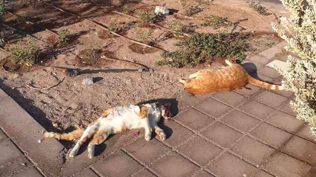 תשע גופות חתולים התגלו בשחמון, חשש להרעלה מכוונת