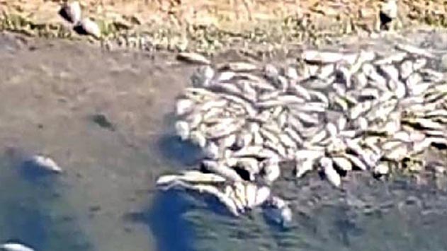 מאות דגים מתים התגלו בתעלת הקינט באילת