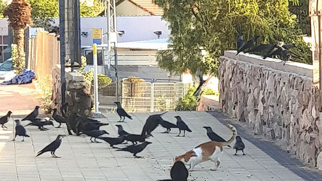 אקולוג מפרץ אילת בעבר מזהיר: ''האכלת חתולים ברחובות העיר מגבירה את בעיית העורבים''
