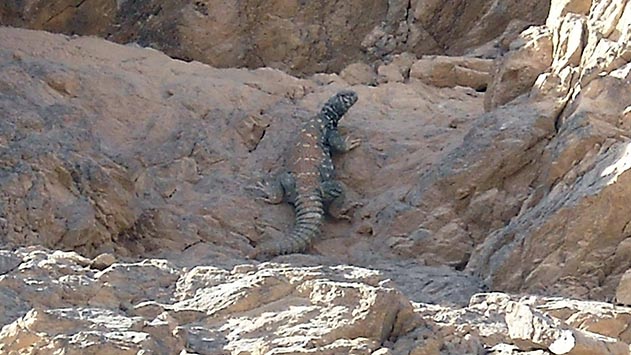 השדה הסולארי בתמנע יהרוס את בית גידולם של חרדוני הצב הנדירים
