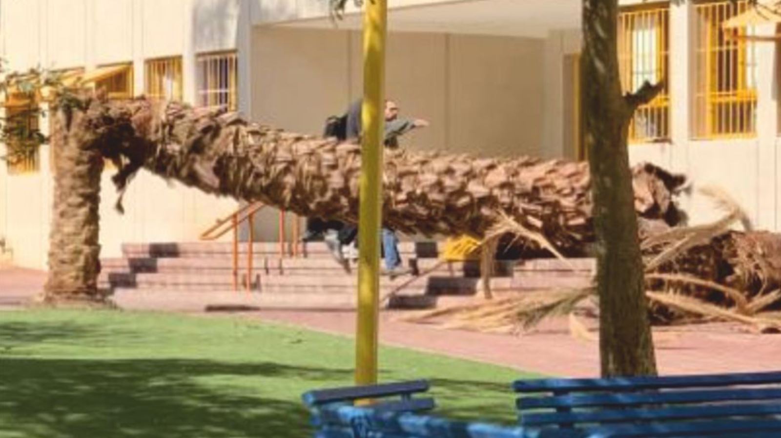 עץ דקל קרס בחצר בית הספר בגין - בנס נמנע אסון