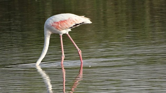 החברה להגנת הטבע מזהירה: ''מיזם הקמפינג ליד בריכות המלח יסכן את הפלמינגו''