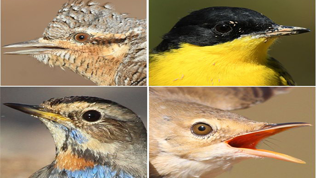 הטבע לא עוצר: גל עצום של  נדידת ציפורי שיר באילת ובערבה
