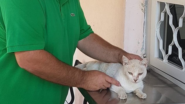  מעקרים ומסרסים חתולים
