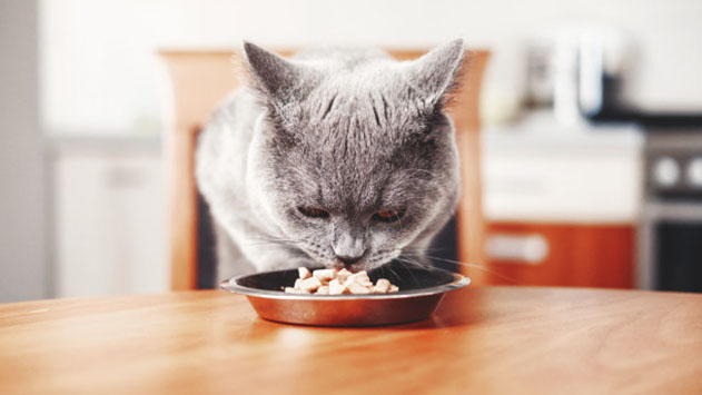 מזון לחתולים – התאמה נכונה של האוכל