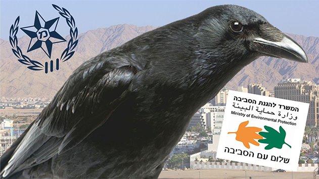 עכשיו הגיע תורם של העורבים למות