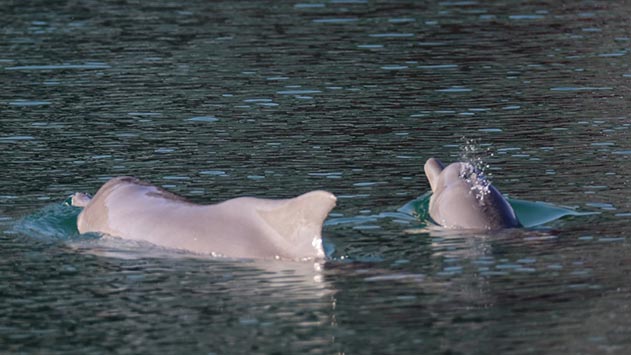 מות היעלים וביקור הדולפינים