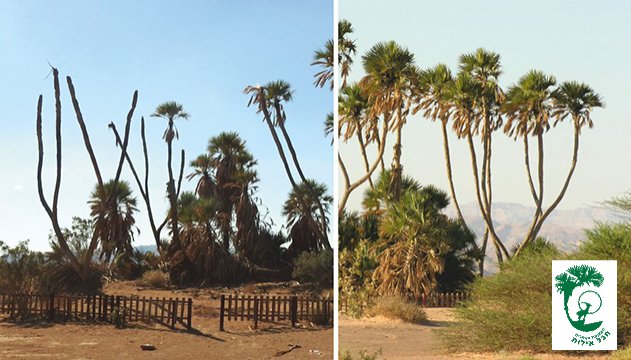 סמלה של המועצה האזורית חבל  אילות גוסס ולאף אחד לא אכפת