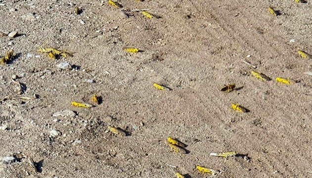 הארבה עזב את אילת–לאן הוא המשיך?
