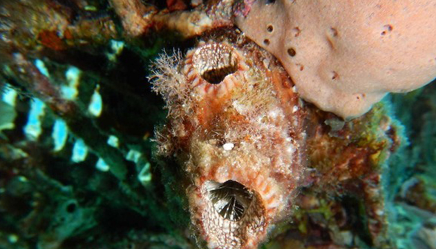 תגלית מסעירה במפרץ  אילת: בעל חיים ימי עם יכולת  חידוש איברים יוצאת דופן 